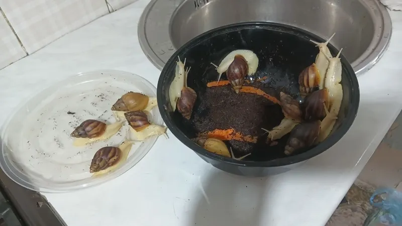 Halol Ulitka sotaman