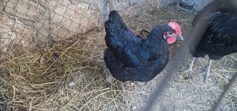Bramma va jersi xoʻroz tovuqlar sotiladi — фото 5