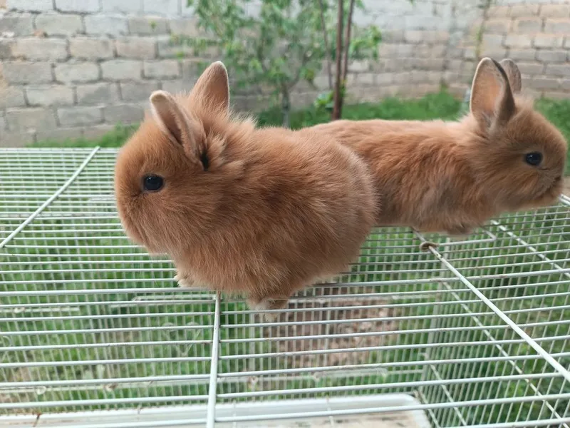Karlik dekarativniy quyon bollari 2 Karlik dekarativniy quyon bollari 2
