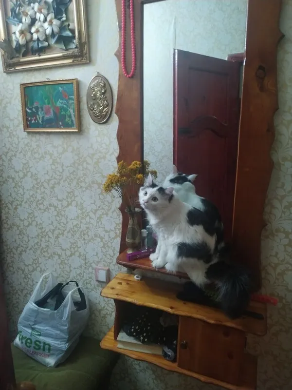Отдам кота в хорошие руки — фото 3