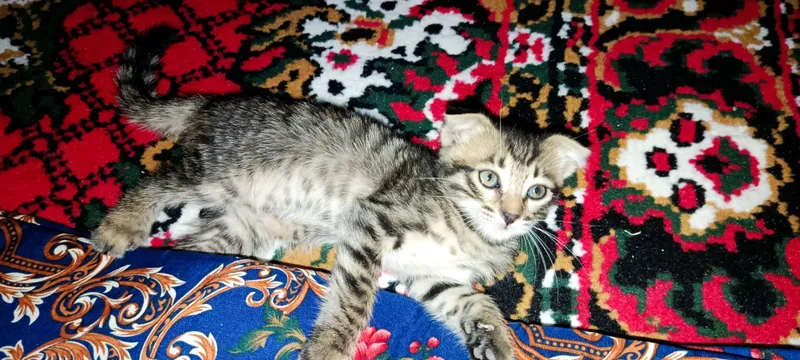 Бенгальские кот с 5