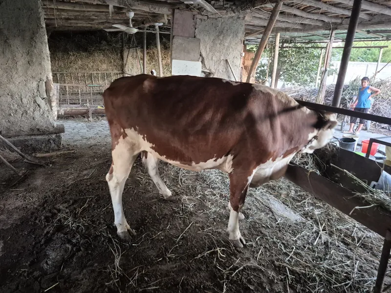 Smental mol sotiladi 3
