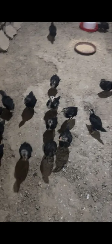 Gegant qora wagzoda jojalari sotiladi 3