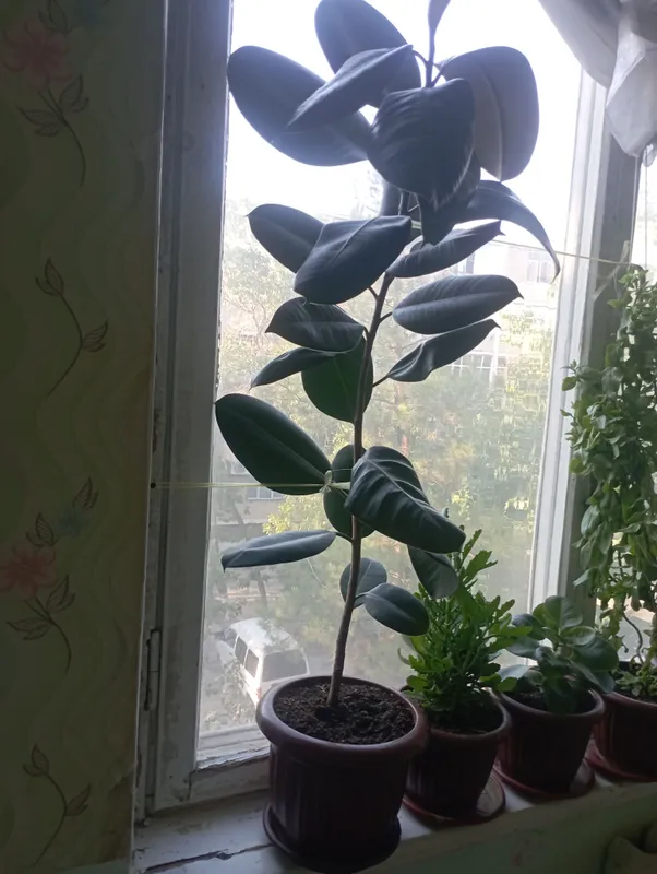 чёрный принц цветок чёрный принц цветок