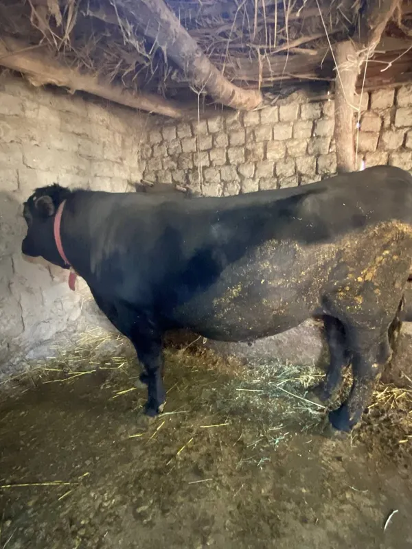 Buqalar sotiladi