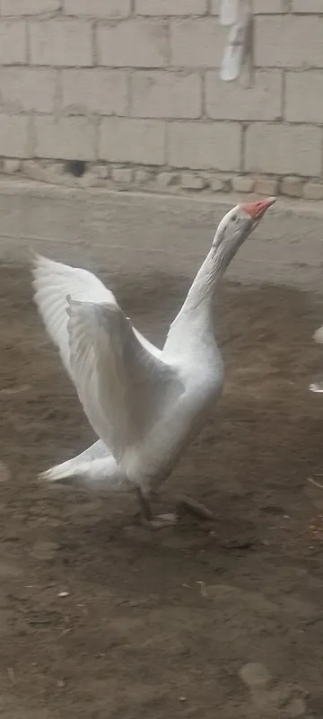Gʻoz sotiladi nar pulini kelishamiz aniq olarman aloqa — фото 2