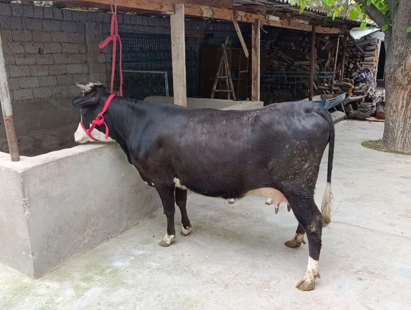 gibirt 1chi qoringa yegi tuqan 8litir suti bor bolasi gʻunojin — фото 4