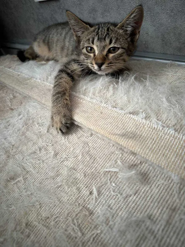 Отдам котенка бесплатно Отдам котенка бесплатно