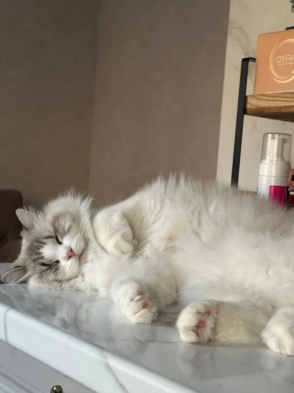 Эксклюзивные Регдоллы 6 Эксклюзивные Регдоллы 6