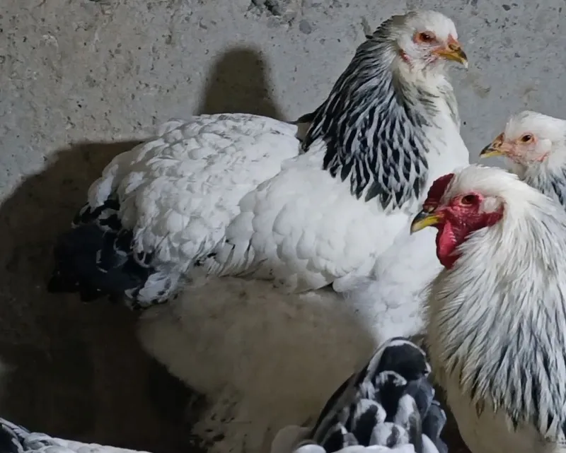 Brama tuxumlari kafolati bilan