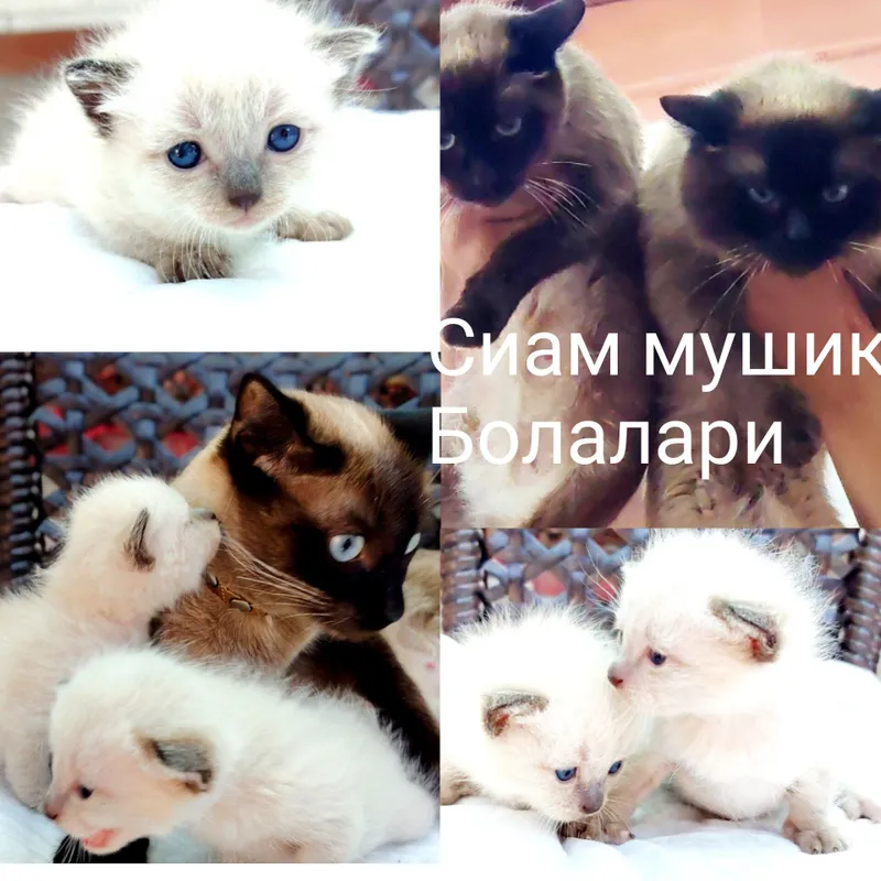 сиам мушик зоти тозза кон