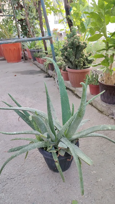 Aloe 1 Aloe 1