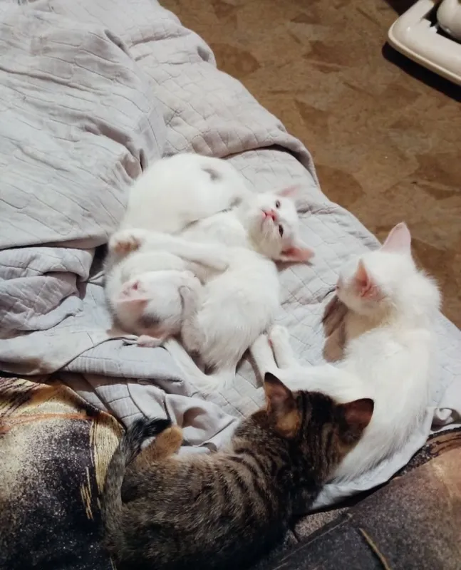 Котята наполовину вислоушки 7 Котята наполовину вислоушки 7