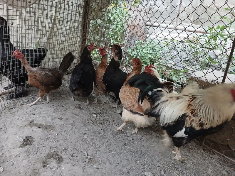 Xonaki tovuqlar sotiladi 3 Xonaki tovuqlar sotiladi 3