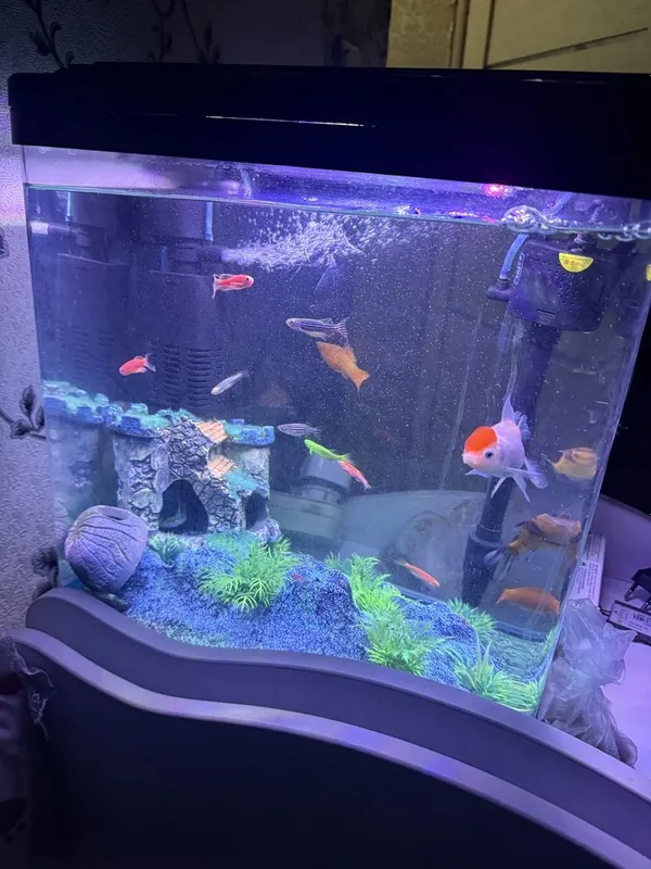 Akvarium baliqlari bilan birga Аквариум 1