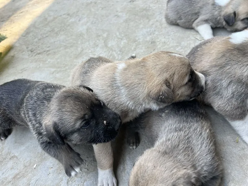 Alabay zotli kuchuklar va onasi sotiladi rasmda otasi bn onasi 4 Alabay zotli kuchuklar va onasi sotiladi rasmda otasi bn onasi 4