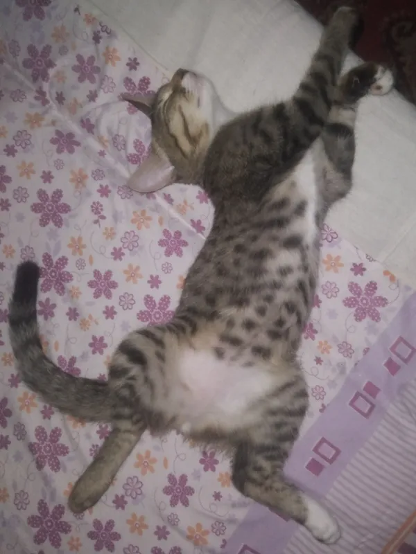 КОТЁНОК ,,НОРВЕЖСКАЯ ЛЕСНАЯ,,РОДИЛСЯ 2 АПРЕЛЯ2025 1 КОТЁНОК ,,НОРВЕЖСКАЯ ЛЕСНАЯ,,РОДИЛСЯ 2 АПРЕЛЯ2025 1
