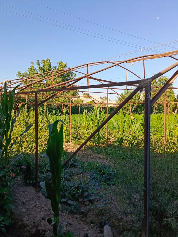 Теплица 2 сотки, 11 арок, 25x8 м, с железным каркасом 3