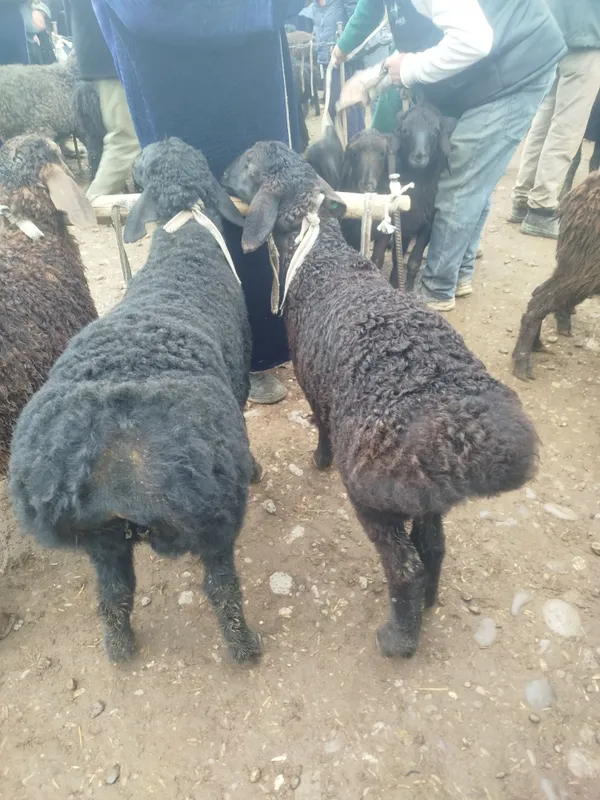Quzilar sotiladi 2500mlndan 3mln500mingacha bor — фото 3