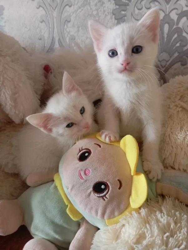 Продаются Котята — фото 2