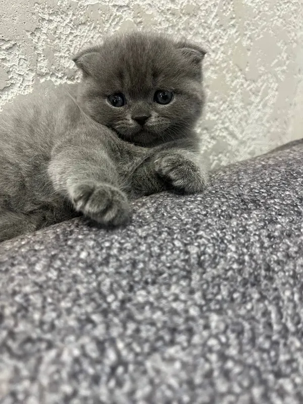 Продается девочка скотиш фолд — фото 3