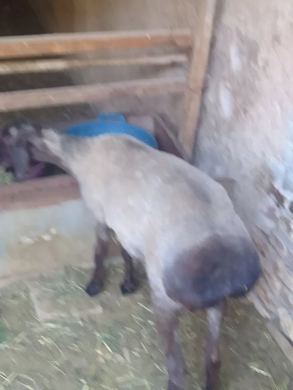 Куй сотилади уткан йилги