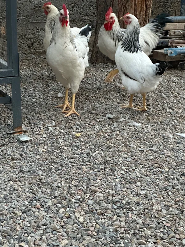 Adler tovuq va xorozlar sotiladi 3