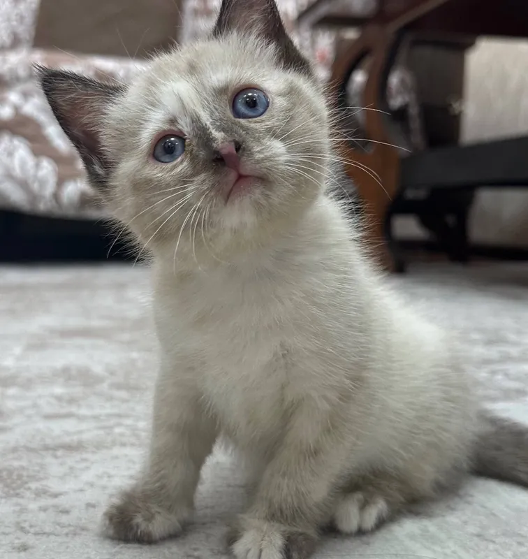 Котенок маленький 3 Котенок маленький 3