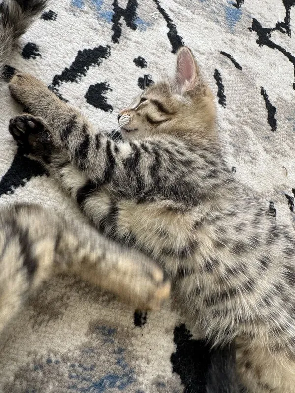 Отдадим котёнка в хорошие и заботливые руки — фото 1