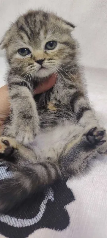 Скотиш страйт котята 3 Скотиш страйт котята 3