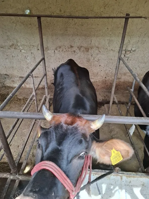 Xo'najin sotiladi. Jivoy vesga 60 ming so'mdan