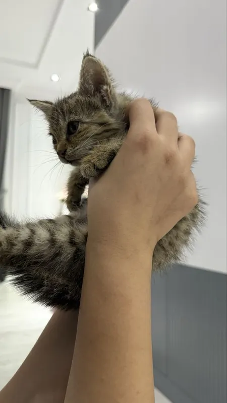 Ищем дом котенку 2 Ищем дом котенку 2