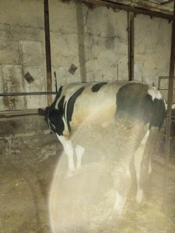 Kota hukiz sotiladi srochna yeb ichishi zur aybi yoʻq narxi oldida kel 3 Kota hukiz sotiladi srochna yeb ichishi zur aybi yoʻq narxi oldida kel 3