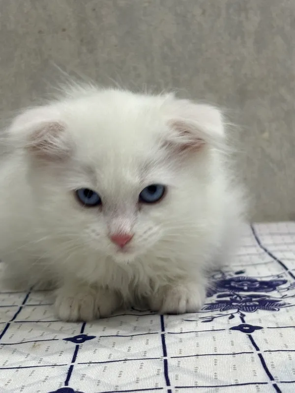 Вислоухий котеночек — фото 5