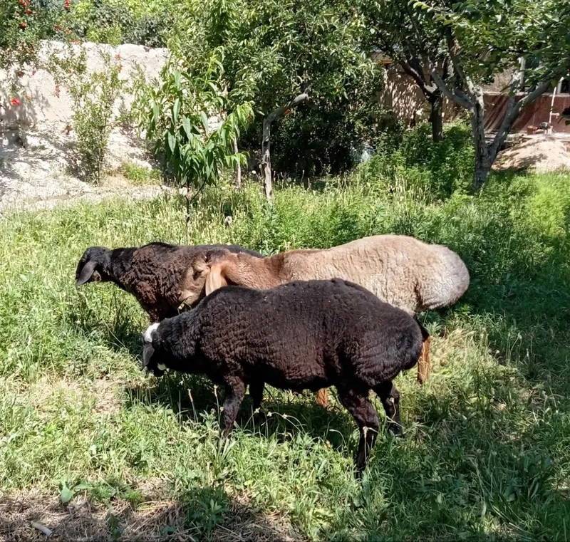 Кучкорлар курбонликга — фото 1