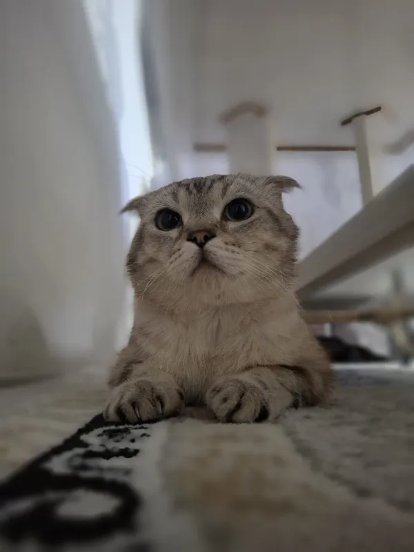 Кошка шотландский — фото 4
