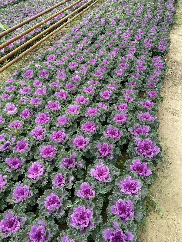 Karom gul sovuqqa chidamli — фото 1