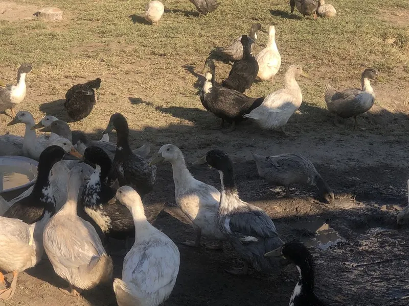 O’rdaklar sotiladi 80 ta qoldi O’rdaklar sotiladi 80 ta qoldi