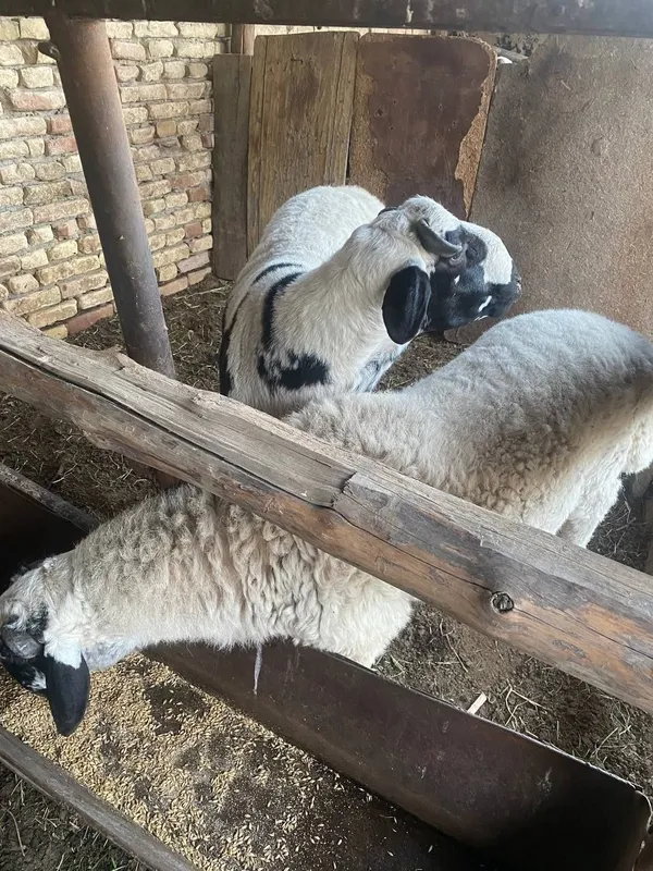 Qõchqorlar sotiladi
