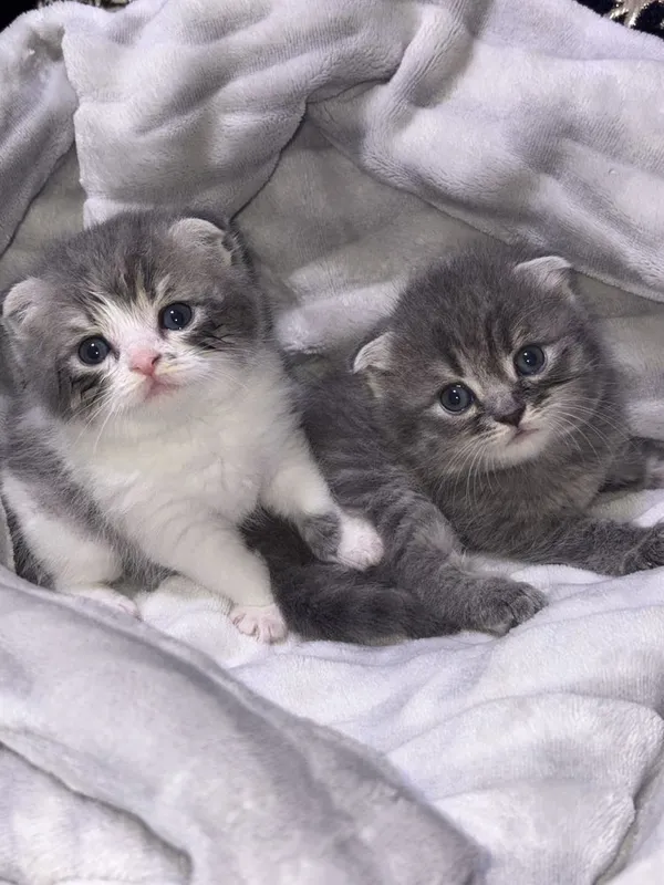 Котята скоттиш фолд + родители. — фото 1