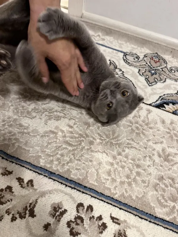 Scottish fold mushuk 4 Scottish fold mushuk 4