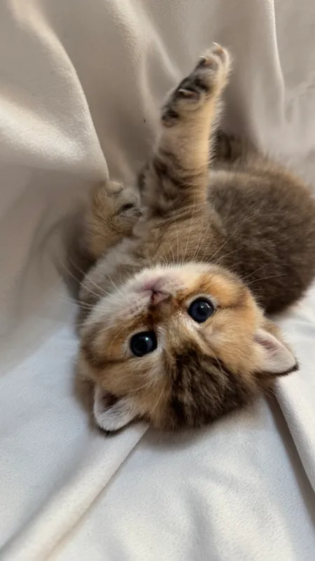 Продаются котята Британские шиншиллы 3