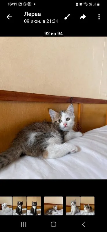 Котята 2 месяца раздаём — фото 2