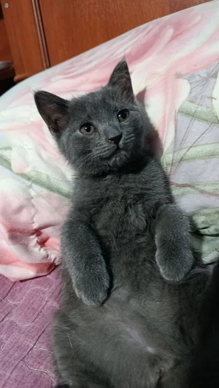 Отдам котят бесплатно 5