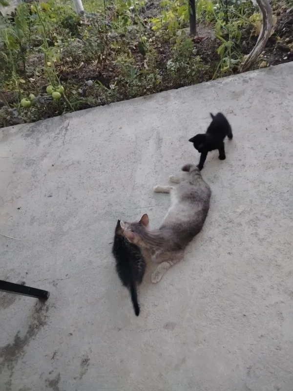 Отдам даром котята 2