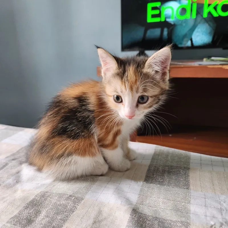 Отдам 2 котёнка в хорошие руки 3