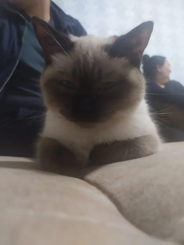 Кошка 3 Кошка 3