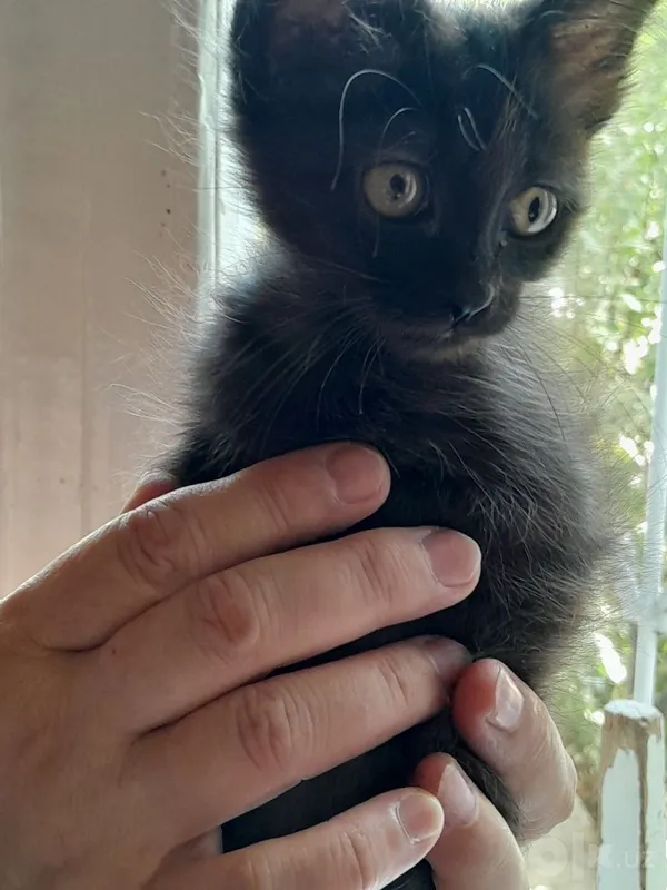 Котёнок 1,5 месяца.Бесплатно. 8 Котёнок 1,5 месяца.Бесплатно. 8