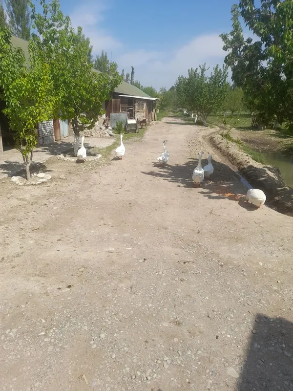 Гозлар сотилади 4та эркак 5та ургочи — фото 1