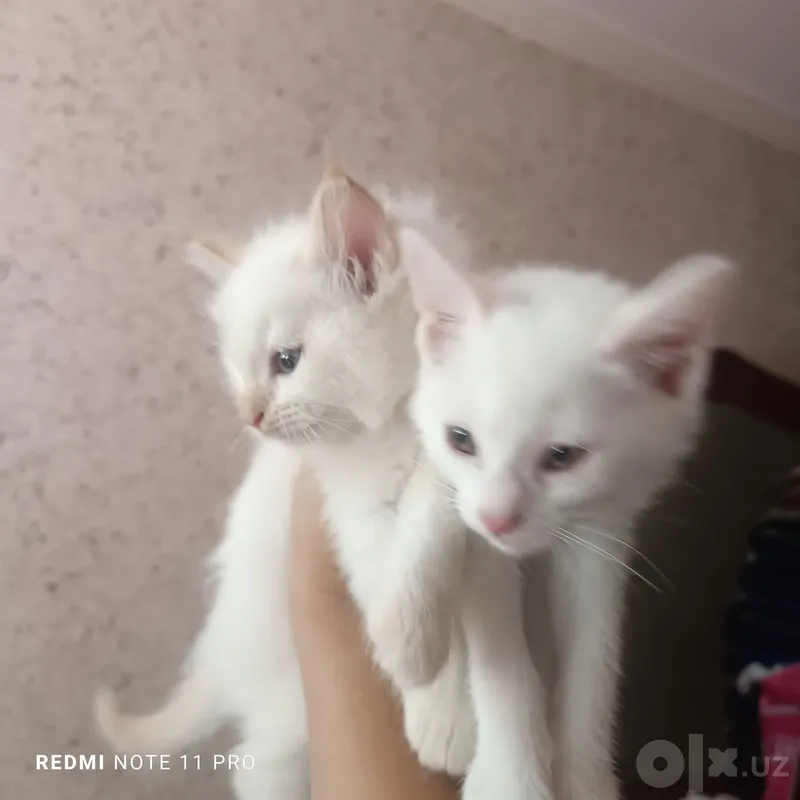 Турецкий ангораа 3 Турецкий ангораа 3